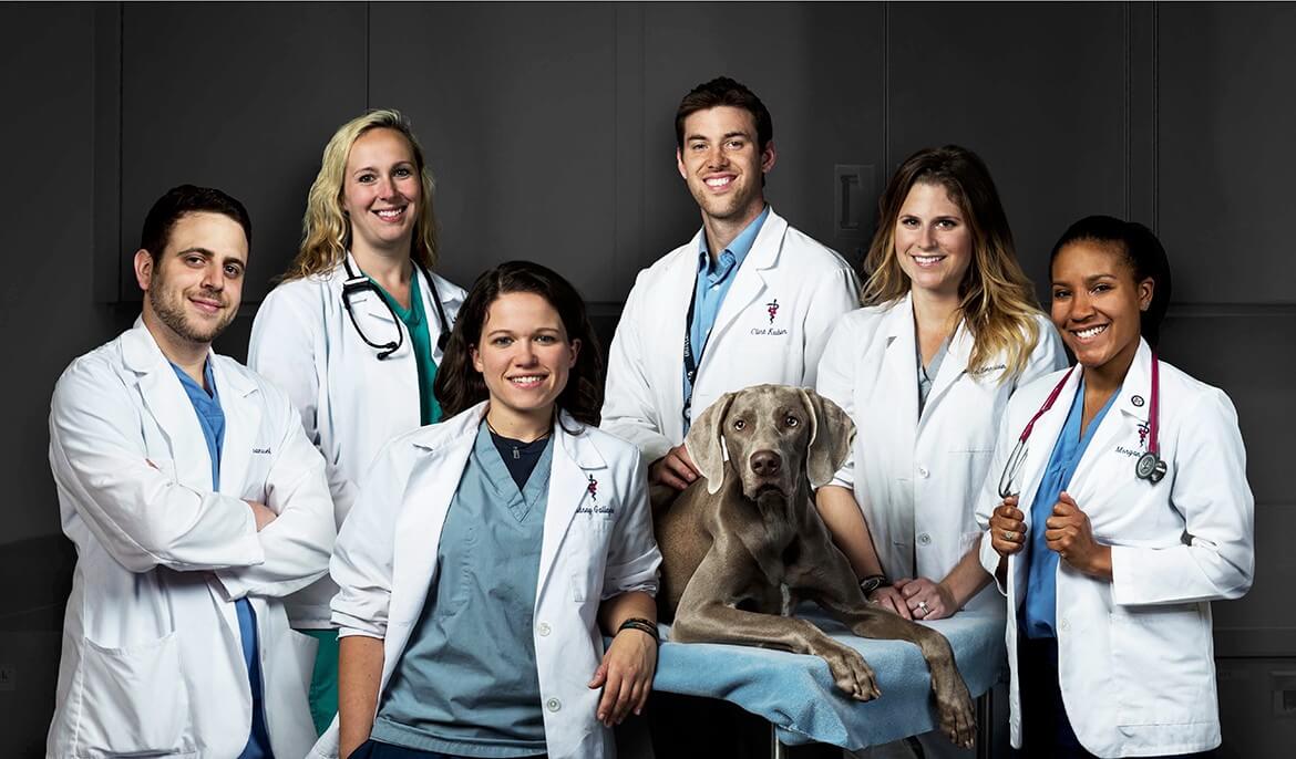 Studying in Veterinary in the USA is becoming a trend for young people